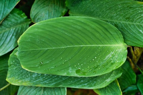 Green leaf of tropical 'Ctenanthe Compressa' houseplant