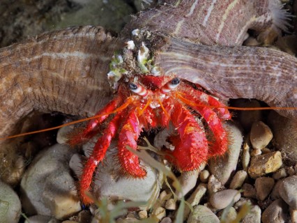 Red Hermit Crab (Dardanus calidus)