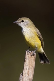 Lemon-bellied Flyrobin (Microeca flavigaster), Western Australia, Australia
