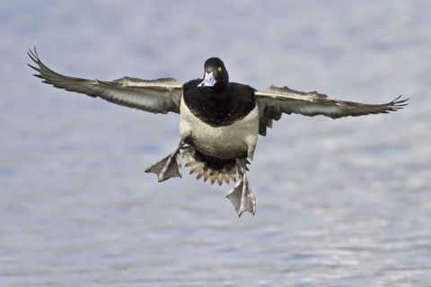 Lesser Scaup (Aythya affinis) male flying, British Columbia, Canada