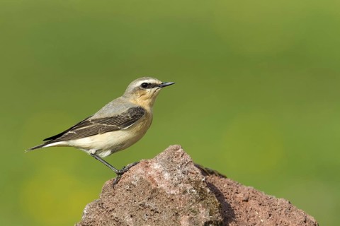 Northern Wheatear. Steinschmätzer, Chasco-cinzento, Oenanthe oenanthe, Collalba Gris, Culbianco