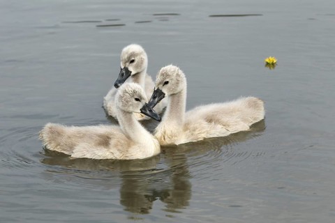 Mute swan (Cygnus olor) about 4 weeks old young birds in the water, Allgäu, Bavaria, Germany,