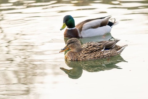 Mallard (Anas platyrhynchos) male and female on a lake in winter, Bavaria, Germany