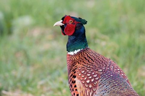 Common Pheasant (Phasianus colchicus) male, Lower Saxony, Germany