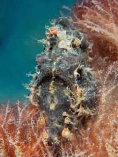 Giant frogfish (Antennarius commerson)