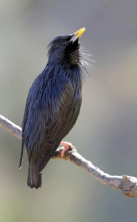 Spotless Starling (Sturnus unicolor), Extremadura, Spain