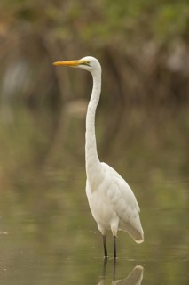 Great Egret (Ardea alba), Gambia