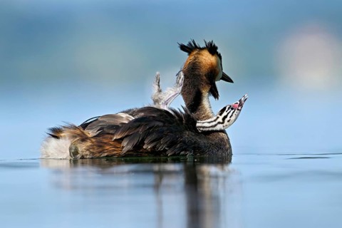 Great Crested Grebe (Podiceps Scalloped ribbonfish), with chicks in plumage swimming in the water,