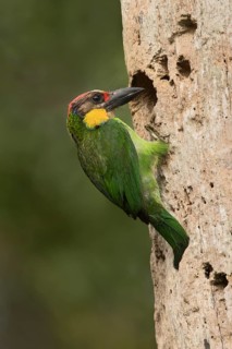 Golden-whiskered Barbet (Psilopogon chrysopogon) at nesting hole, Selangor, Malaysia