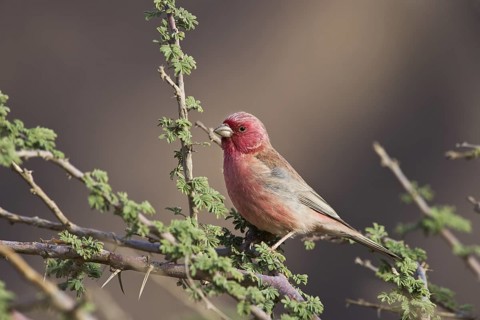 Sinai Rosefinch (Carpodacus synoicus) male, Eilat, Israel