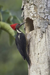 Lineated Woodpecker (Dryocopus lineatus) male, Costa Rica