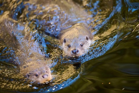 Eurasian otter (Lutra lutra) swimming in a lake in the bavarian forest, Bavaria, Germany