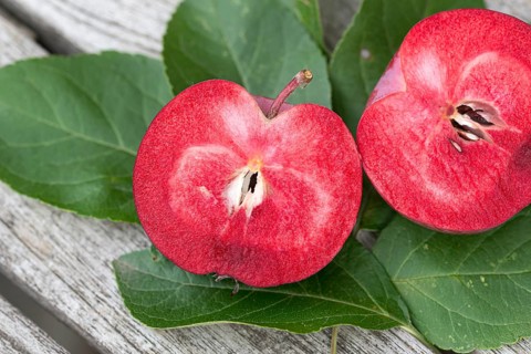 Apple (Malus domestica REDLOVE ERA),  Germany
