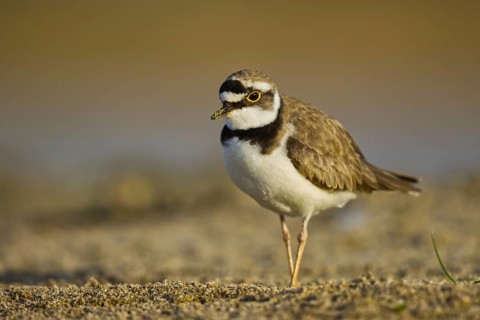 Little Ringed Plover (Charadrius dubius), North Rhine-Westphalia, Germany