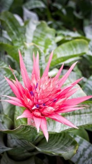 A stunning image showcasing the vivid pink flower of Aechmea fasciata, also known as Silver Vase or