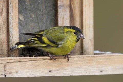 Eurasian Siskin (Spinus spinus) male, St. Gallen, Switzerland