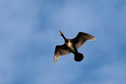 Flying cormorant, Geltinger Birk, Schleswig-Holstein, Germany