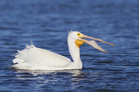 American White Pelican (Pelecanus erythrorhynchos), Florida, USA