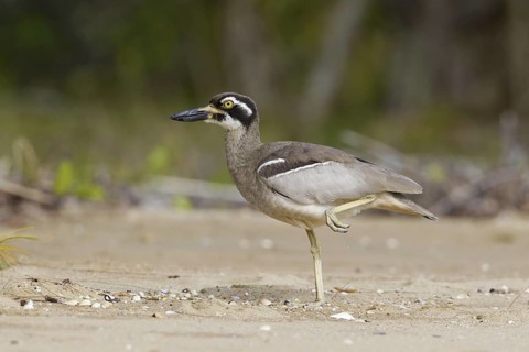 Beach Stone-curlew (Esacus magnirostris), Queensland, Australia