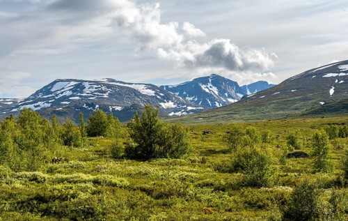 Barren mountain landscape with birches, Fjell, Øystre Slidre, Jotunheimen National Park, Norway