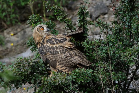 Eurasian Eagle-Owl (Bubo bubo) juvenile, North Rhine-Westphalia, Germany