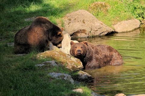 Eurasian brown bear (Ursus arctos arctos), adult, female, young, in water, social behaviour, in