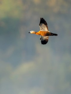 Ruddy shelduck (Tadorna ferruginea), male in flight, wildlife, Lower Saxony, Germany