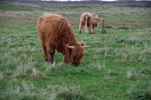 Cattle (Bos taurus), Highland cattle, Pasture, Langeoog, Germany, Two Highland cattle grazing on