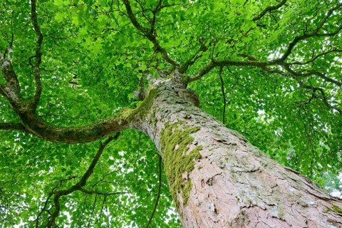 Perspective of a tree with green foliage covering the sky and radiating freshness, Maple (Acer),
