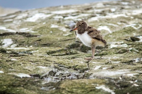 Eurasian Oystercatcher (Haematopus ostralegus) chick, Farne Islands, United Kingdom