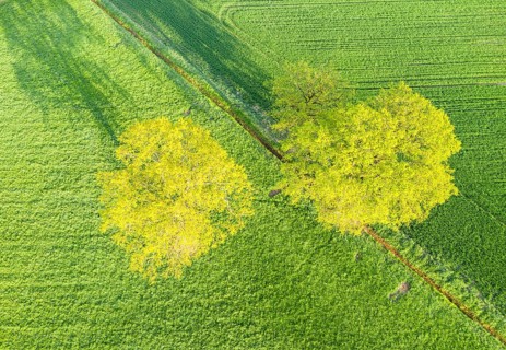 Single trees on farmland, fresh green in spring, aerial view, drone shot, Lower Saxony, Germany