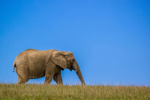 An adult female African elephant (Loxodonta africana) stands on a meadow with tall grass, eating it