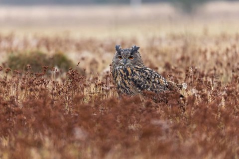 One female Eurasian Eagle Owl, Bubo bubo, sitting on a meadow. Slight fog around. A forest in the