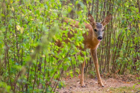 A roe deer fawn (Capreolus capreolus) stands in a nettle thicket