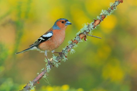 Common Chaffinch (Fringilla coelebs) male, Andalusia, Spain