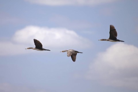Great Cormorant (Phalacrocorax carbo) flying, Lake Nakuru, Kenya