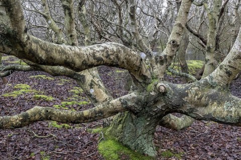 Birch trunks (Betula pendula), Amrum, Schleswig-Holstein, Germany