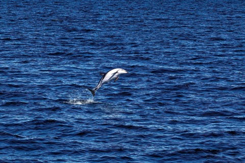 Dolphin performs a long leap over the blue waters of the sea, The Clymene dolphin (Stenella
