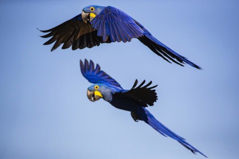 Hyacinth Macaw (Anodorhynchus hyacinthinus) Pantanal Brazil