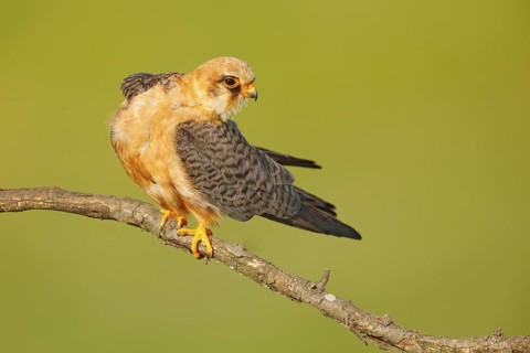 Red-footed Falcon, Falco vespertinus, bird sitting on branch with clear green background, cleaning