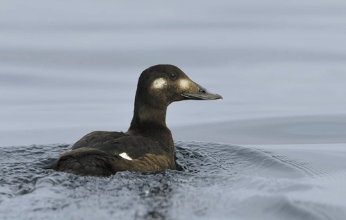 White-winged Scoter (Melanitta deglandi) female, British Columbia, Canada