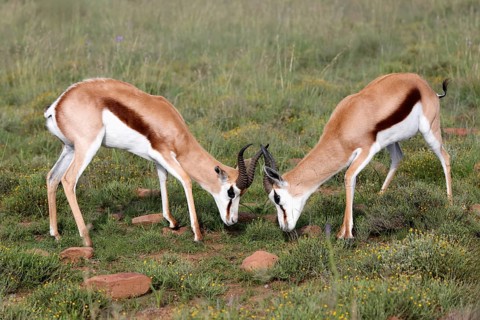 Springbok (Antidorcas marsupialis), adult, male, two, fighting, Mountain Zebra National Park,