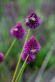 Honeybees (Apis) on round-headed leek (Allium sphaerocephalon), Bavaria, Germany
