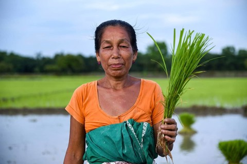 A woman farmer holding rice saplings as she posed for photograph, at a paddy field in Baghmara