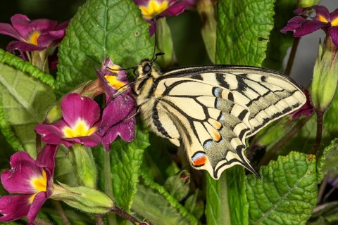 A Swallowtail (Papilio machaon) searching for nectar on violet flowers in spring light,