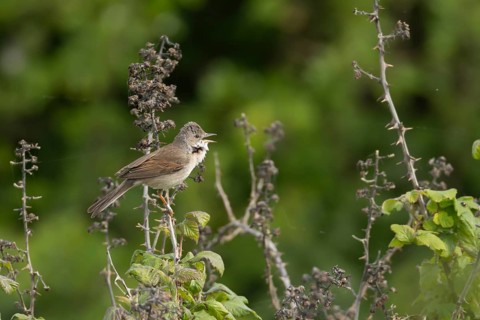 Common whitethroat (Sylvia communis) adult bird singing in a Bramble bush, England, United Kingdom