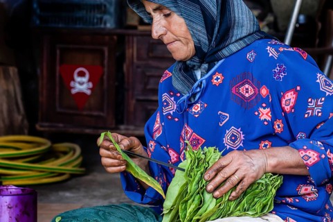 Tyre, Lebanon. July 16th 2010 A Lebanese woman drying tobacco leaves, southern Lebanon