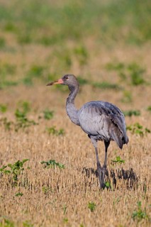 Crane, Common Crane, Crane, Grus grus, Grue cendrée, Grulla Común, Övre Västerstad, Degerhamn,