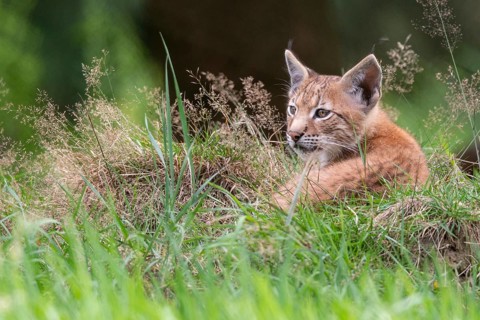 Young lynx (Lynx lynx), Haltern, North Rhine-Westphalia, Germany