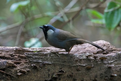 Black-throated Laughingthrush (Garrulax chinensis), Hanoi, Vietnam